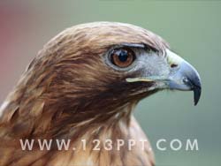 Hawk Photo Image