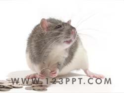 Rat Race Photo Image