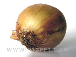 Onion Photo Image