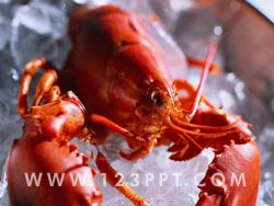 Lobster Photo Image