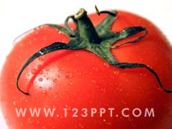 Tomato Photo Image