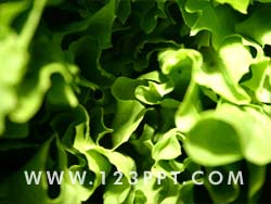 Salad Lettuce Photo Image