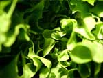 Salad Lettuce presentation photo