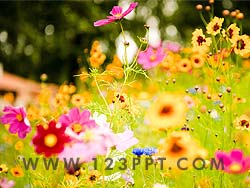 Spring Photo Image