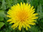 Dandelion presentation photo