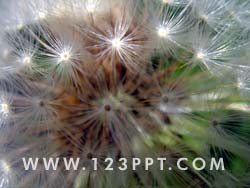 Dandelion Seeds Photo Image