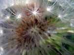 Dandelion Seeds presentation photo