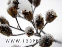 Snow on Shrub Photo Image