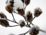 Snow on Shrub presentation photo