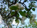 Apple Blossom presentation photo