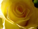 Yellow Rose presentation photo