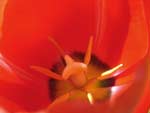 Red Tulip Flower presentation photo