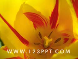 Yellow Tulip Flower Photo Image