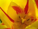 Yellow Tulip Flower presentation photo