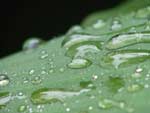 Waterdrops on Leaf presentation photo
