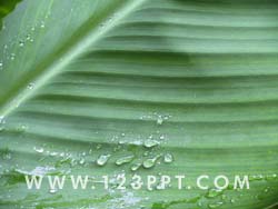 Rain on Leaf Photo Image