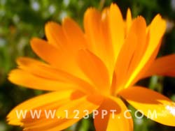 Autumn Flower Photo Image