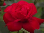 Red Rose presentation photo