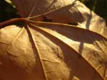 Autumn Leaf presentation photo