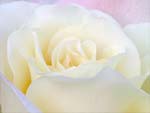 White Rose presentation photo