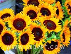 Sun Flowers Photo Image