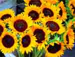 Sun Flowers presentation photo