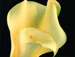 Calla Lily presentation photo