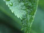 Water on Green Leaf presentation photo