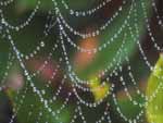 Spiders Web presentation photo