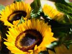 Sunflowers presentation photo
