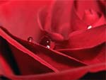 Crimson Red Rose presentation photo