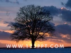 Tree Of Knowledge Photo Image