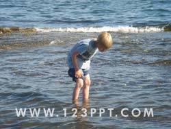 Curious of Fish at the Beach Photo Image