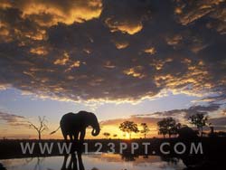 African Safari Photo Image