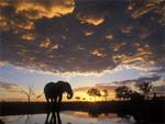 African Safari presentation photo