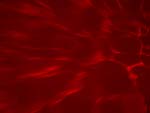 Abstract Blur PowerPoint Background