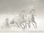 Wild Horses PowerPoint Background