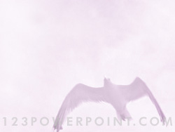 Seagull powerpoint background