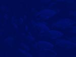School of Fish PowerPoint Background