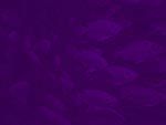 School of Fish PowerPoint Background