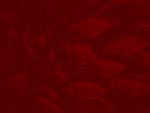 School of Fish PowerPoint Background