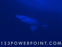 Shark powerpoint background