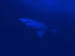 Shark PowerPoint Background