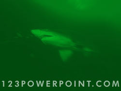 Shark powerpoint background