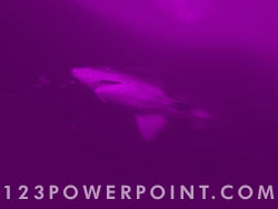 Shark powerpoint background