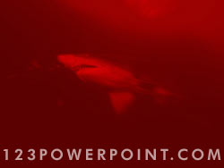 Shark powerpoint background