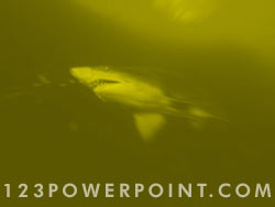 Shark powerpoint background