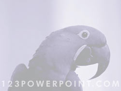 Macaw Parrot powerpoint background
