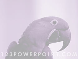 Macaw Parrot powerpoint background