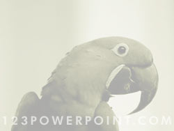 Macaw Parrot powerpoint background